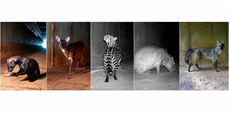 De jaguatirica a tamanduá: passarela subterrânea reduz em 83% atropelamentos de animais perto do aeroporto de BH; VÍDEO